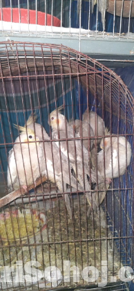 Cocatail bird